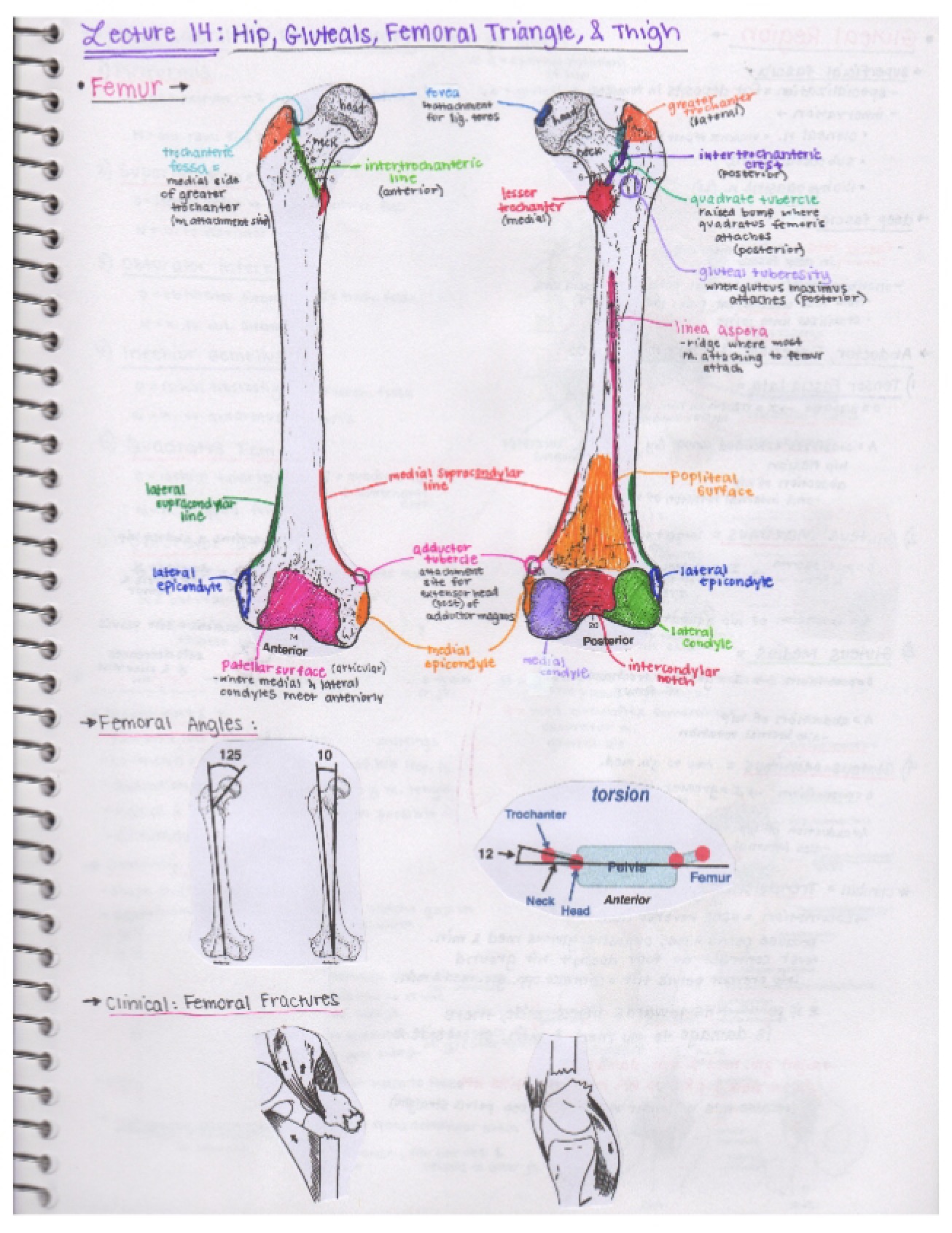 Anatomy Class Notes Part 5