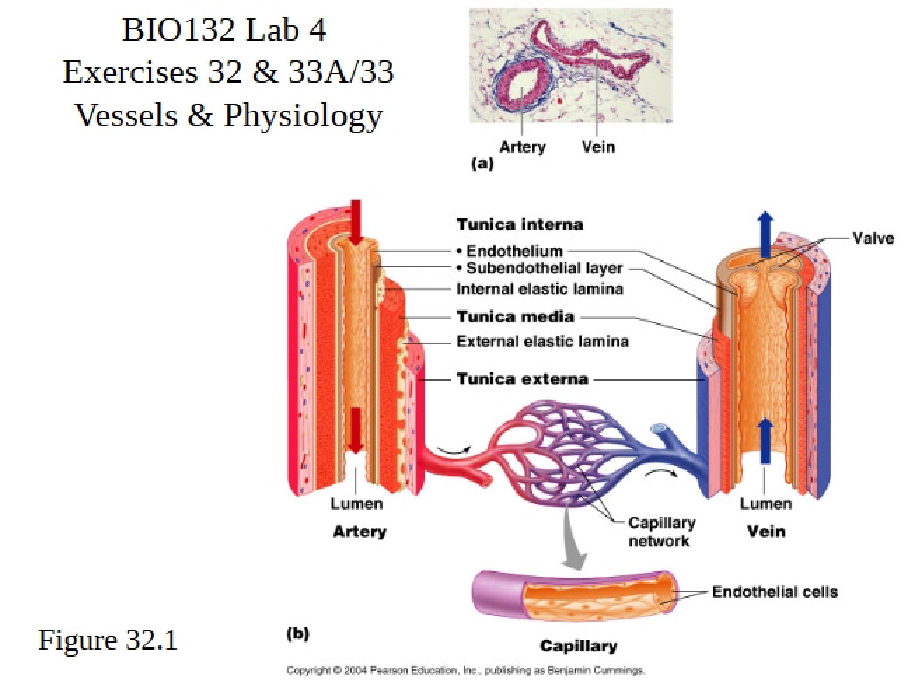 Introduction to Vessels and Physiology