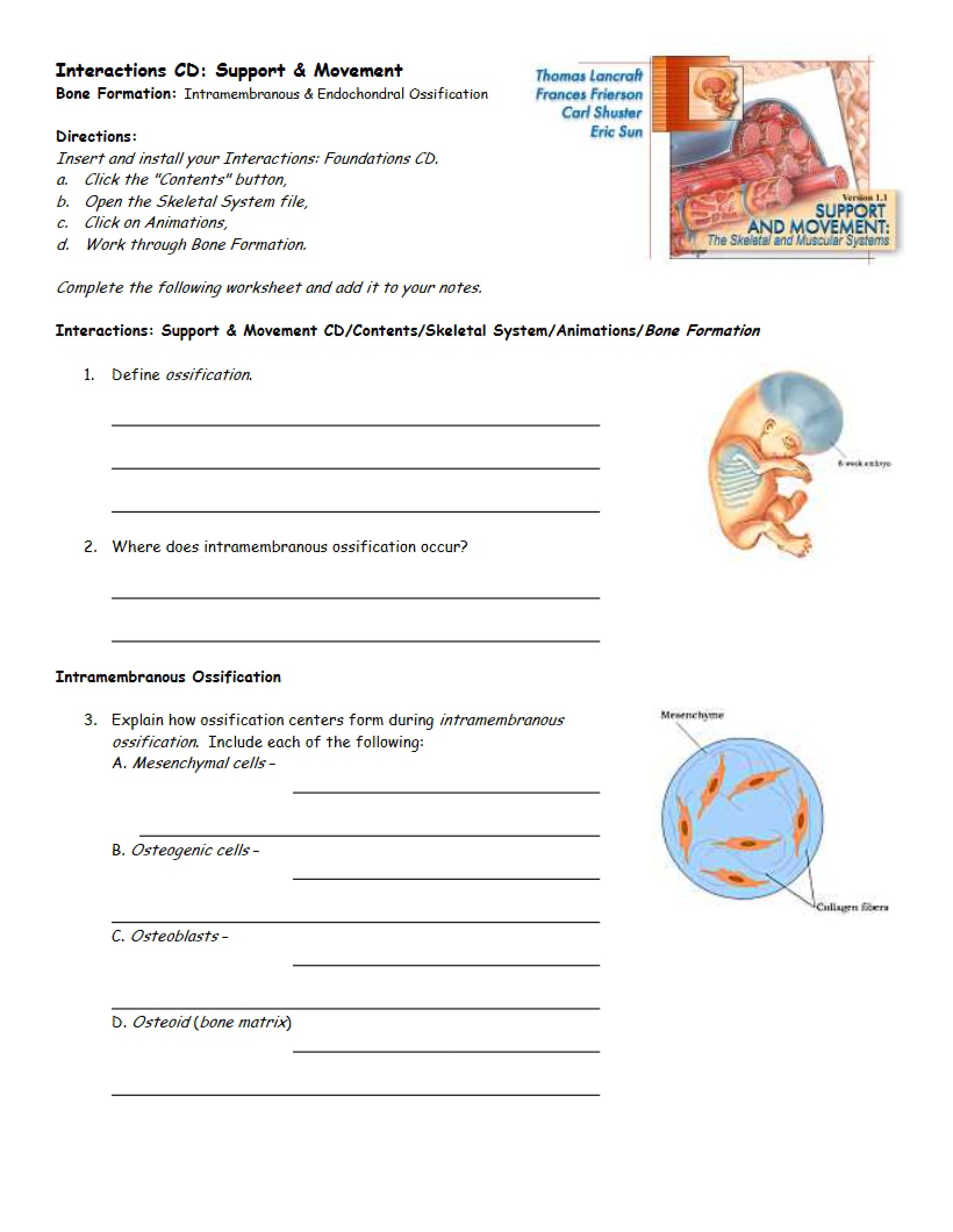 Formation of Bones