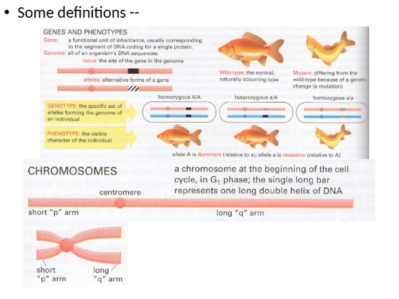 DNA Chapter 8 (Part 2)