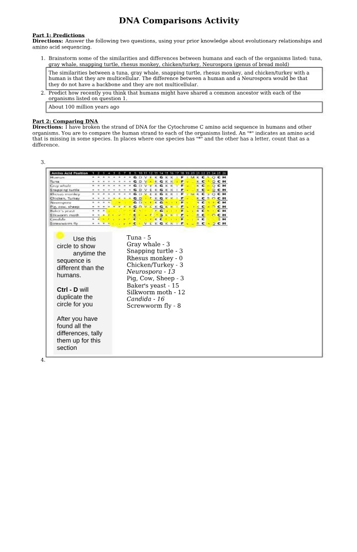 Activity - DNA Comparisons