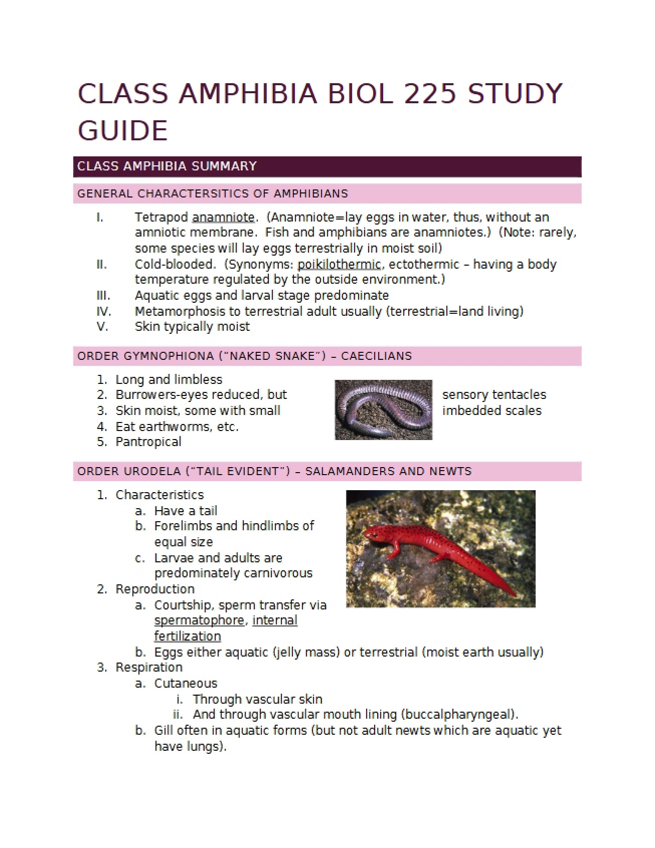 Summary of the Class Amphibia