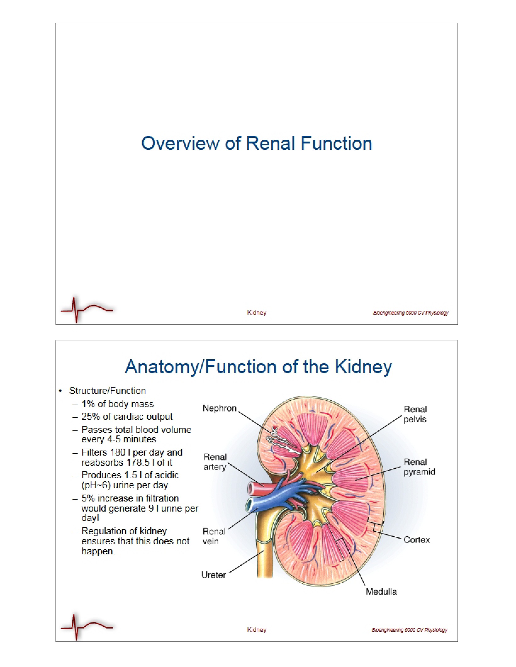 Kidney Function and Anatomy