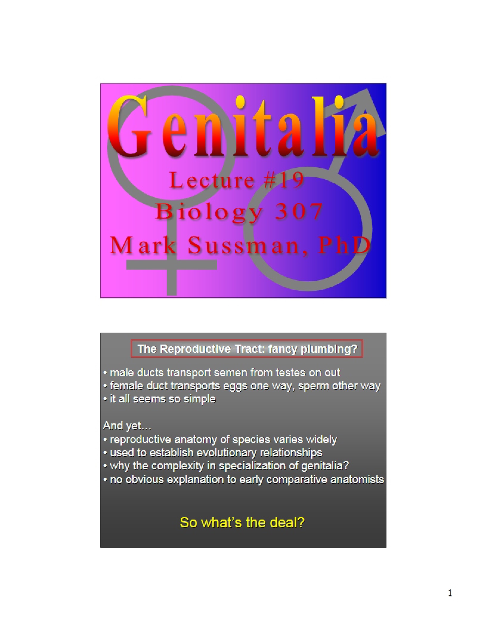 Genitalia Anatomy