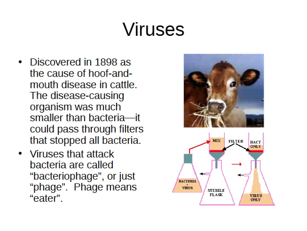 Viral Biology