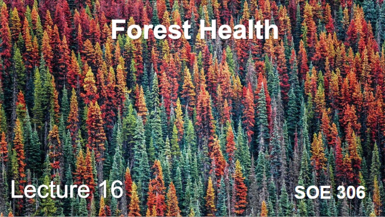 Health of Forests