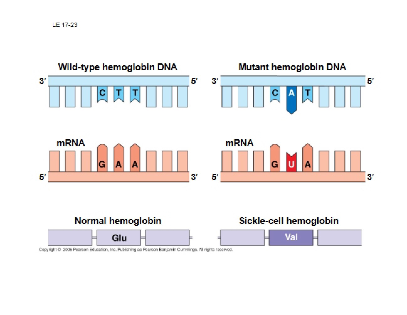 Lecture on The Cell