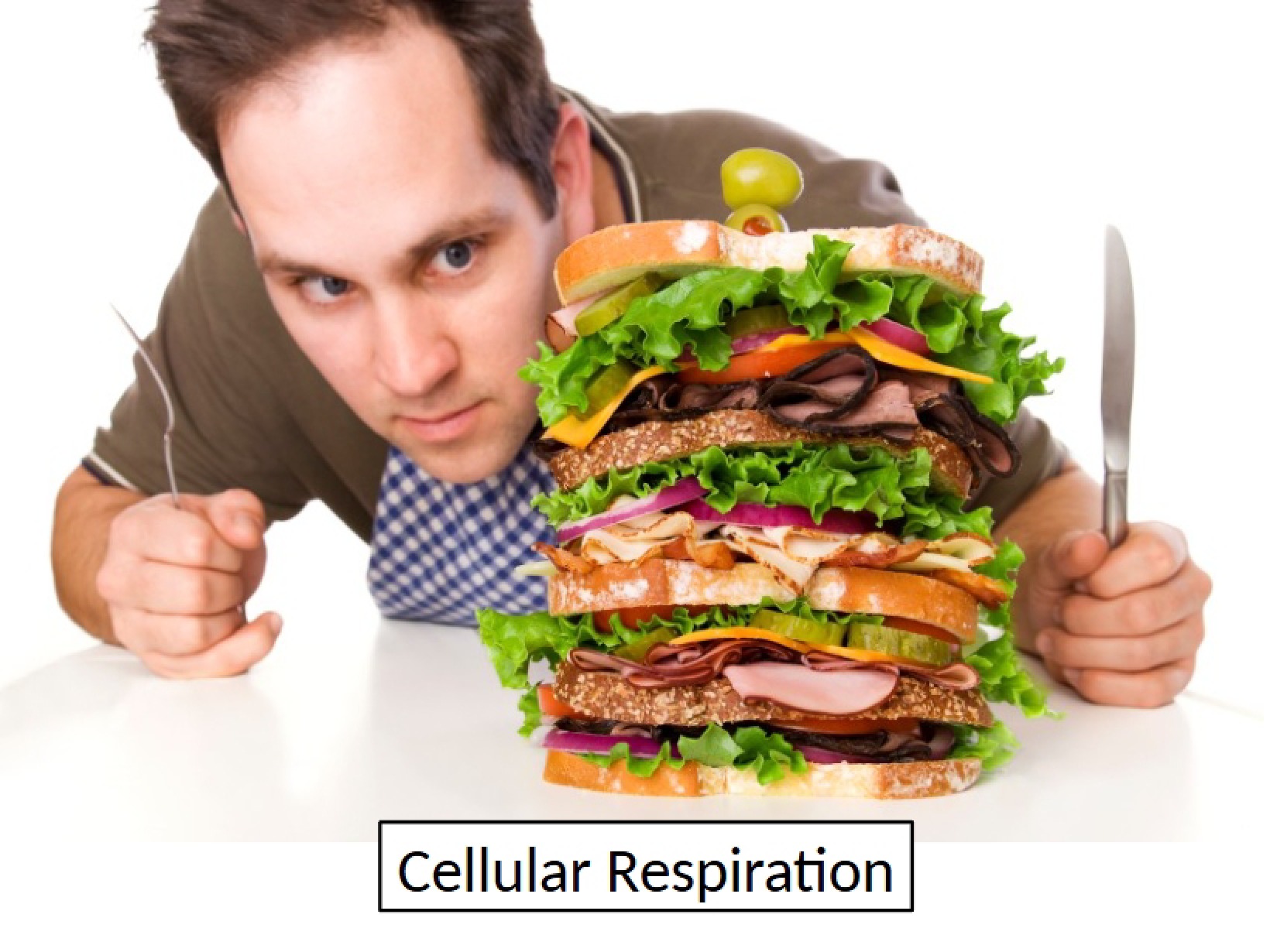 Cell Tour