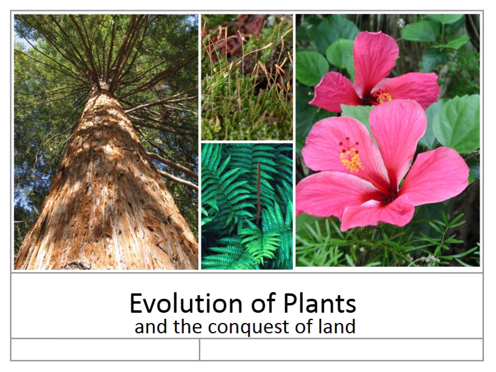 Reproduction, Evolution, and Diversity of Plants