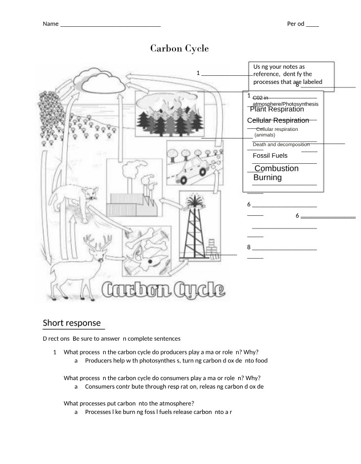 Carbon Cycle Processes and Producer Roles