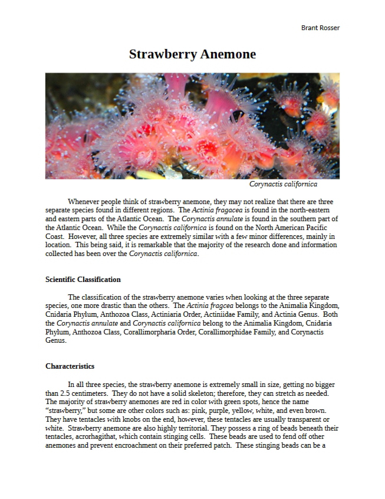 Biology Blog Post on the Strawberry Anemone