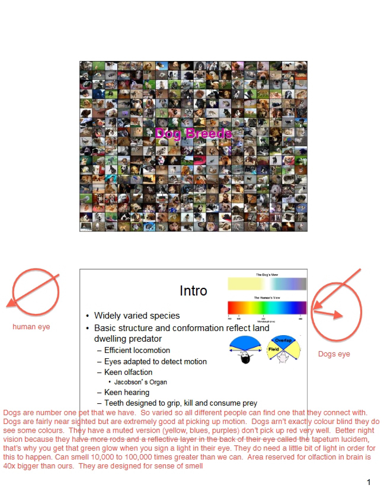 Overview of Dog Breeds