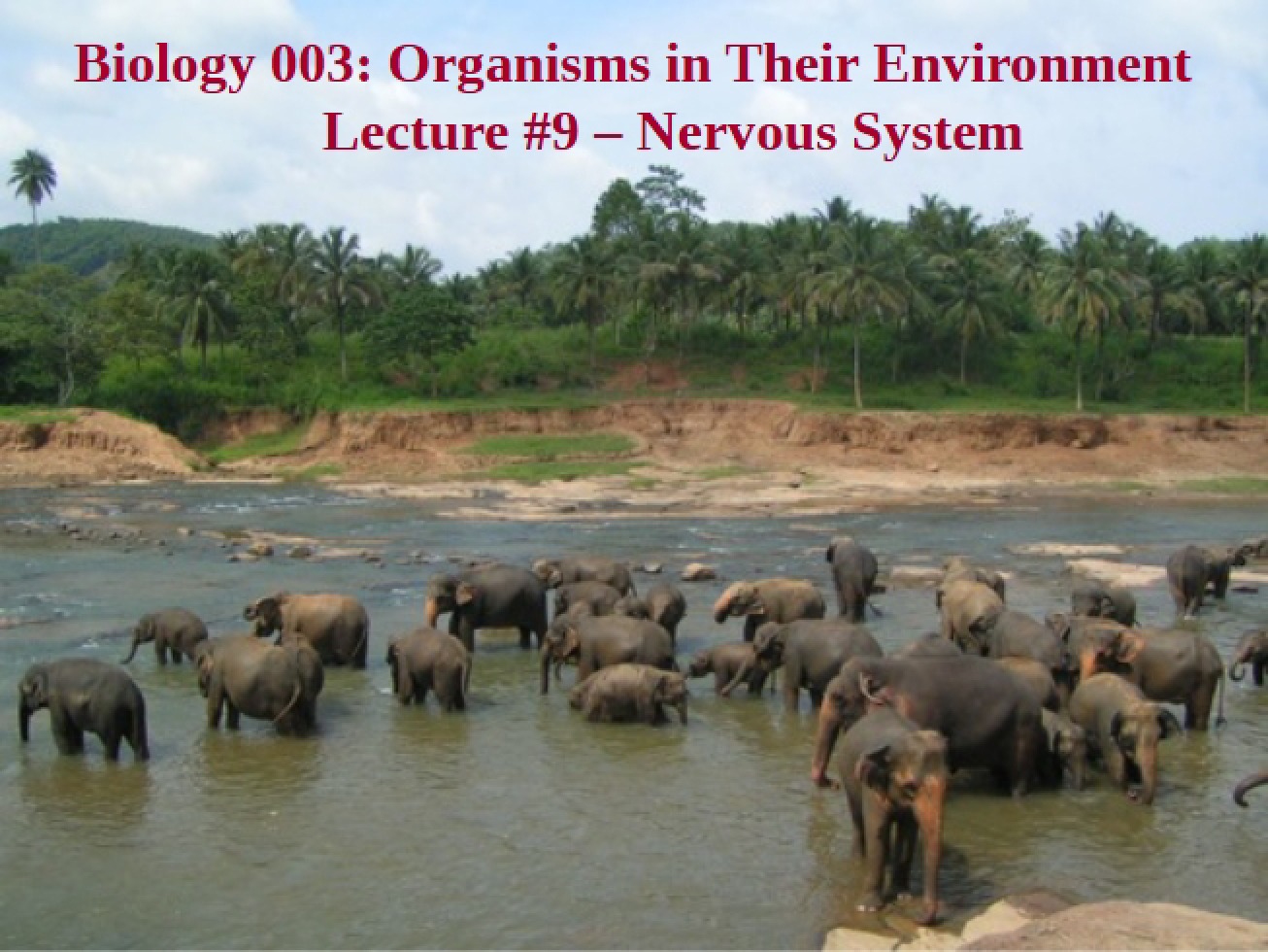 Nervous System Lecture 9