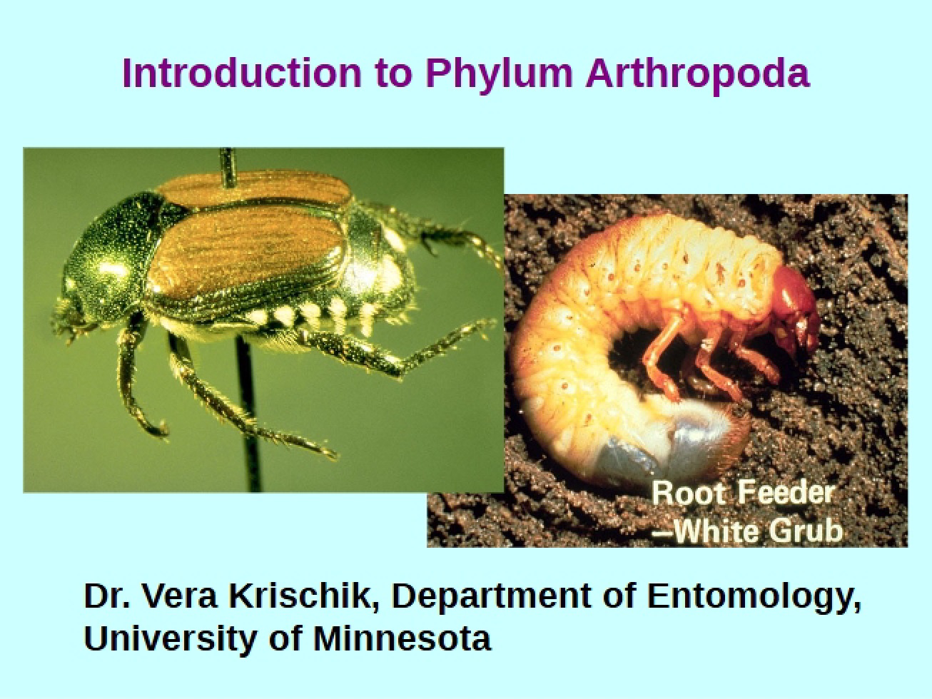 Phylum Arthropoda Introduction