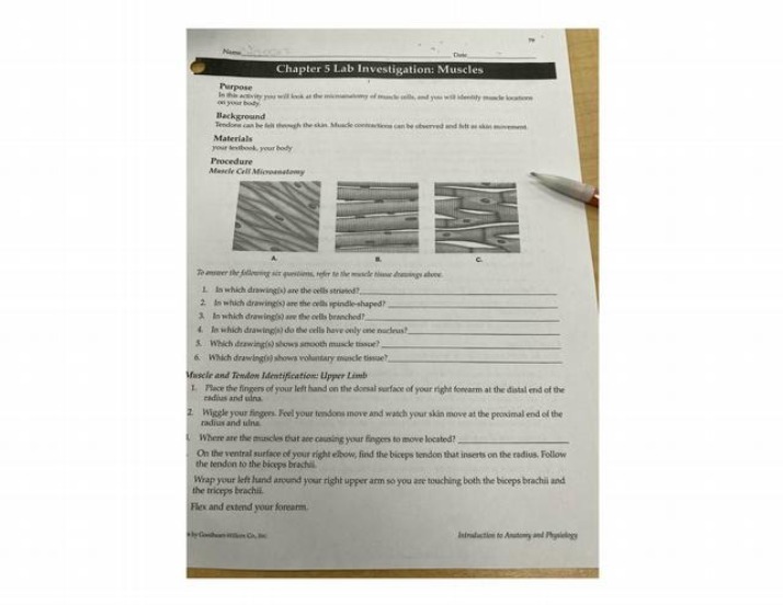 Chapter 5 Lab Investigation on Muscles
