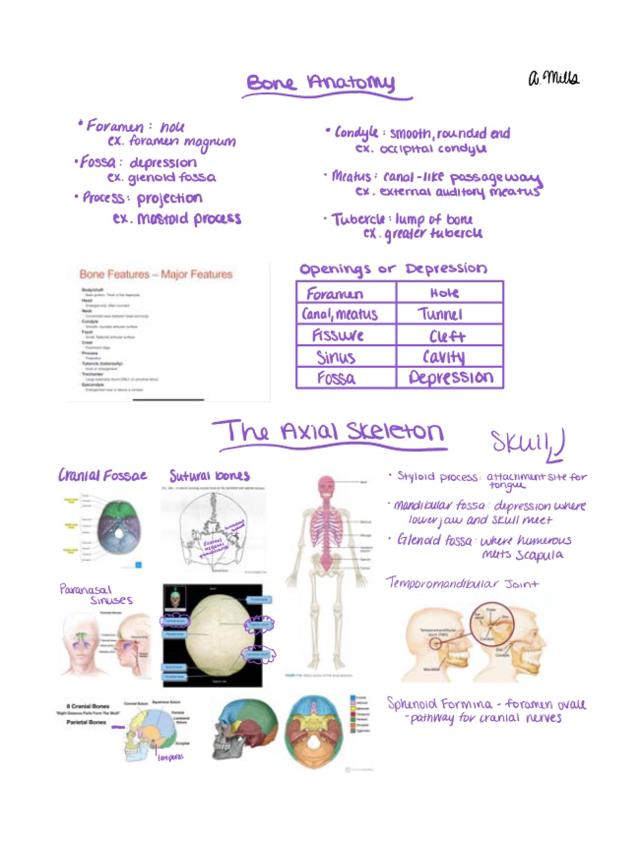 Skeleton Axial