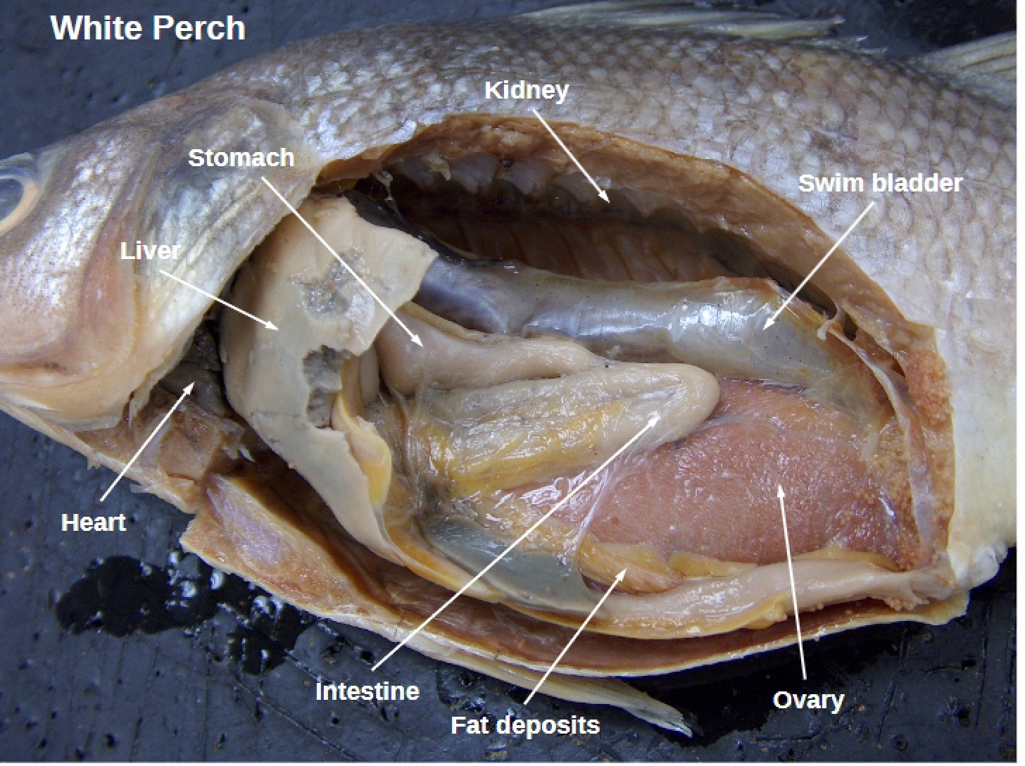 Images of Fish Anatomy