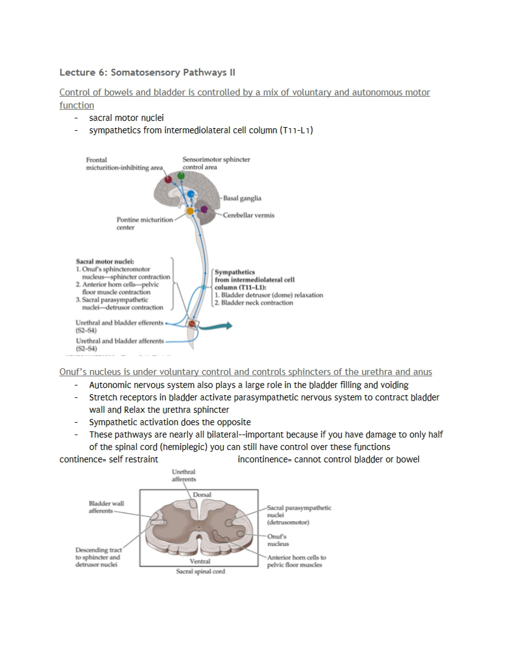 Advanced Sensory Systems Somatosensory Paths Part Two