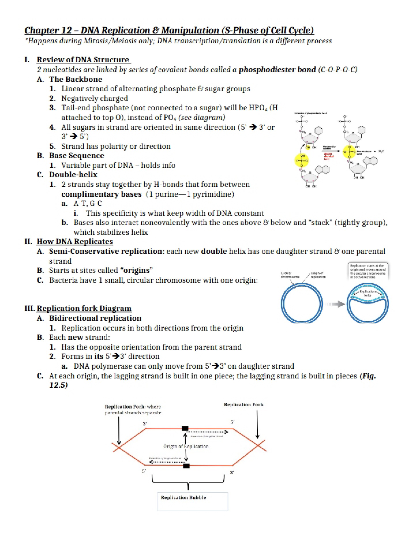 Replication of DNA (Ch 12)
