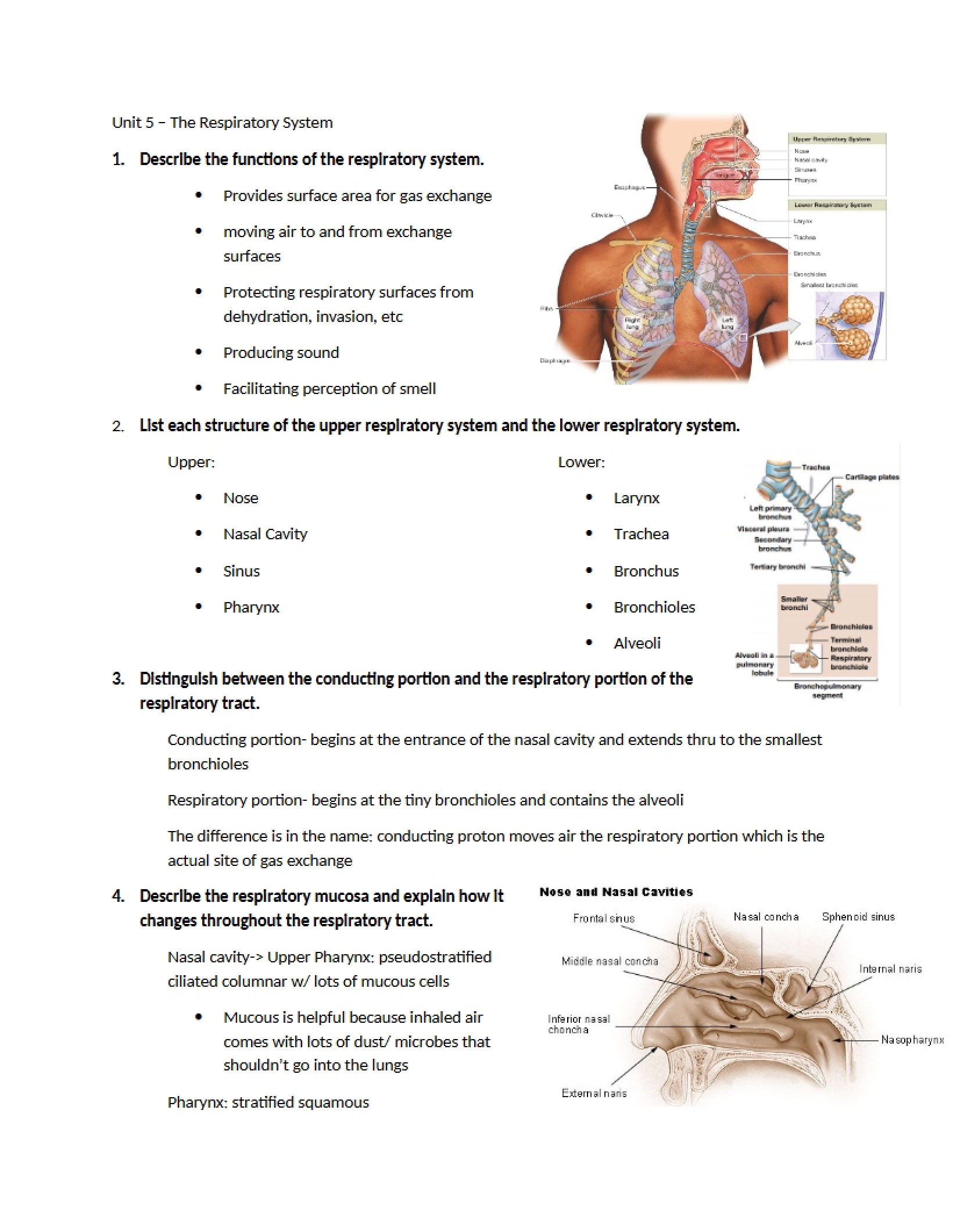 Unit Five System of Respiration