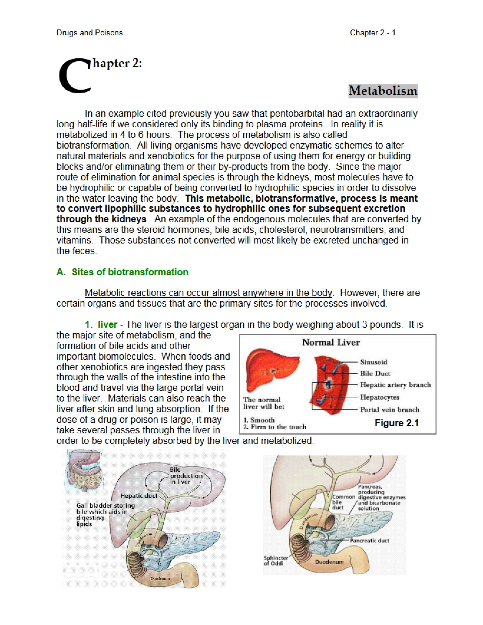 Metabolic Processes of Drugs