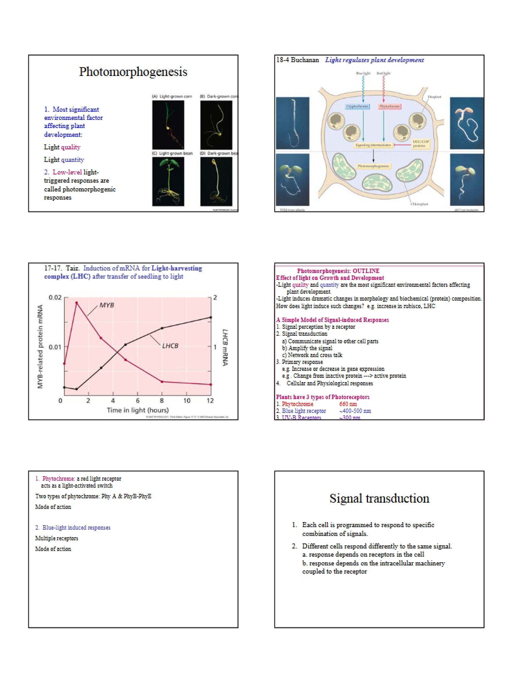 Photomorphogenesis Overview