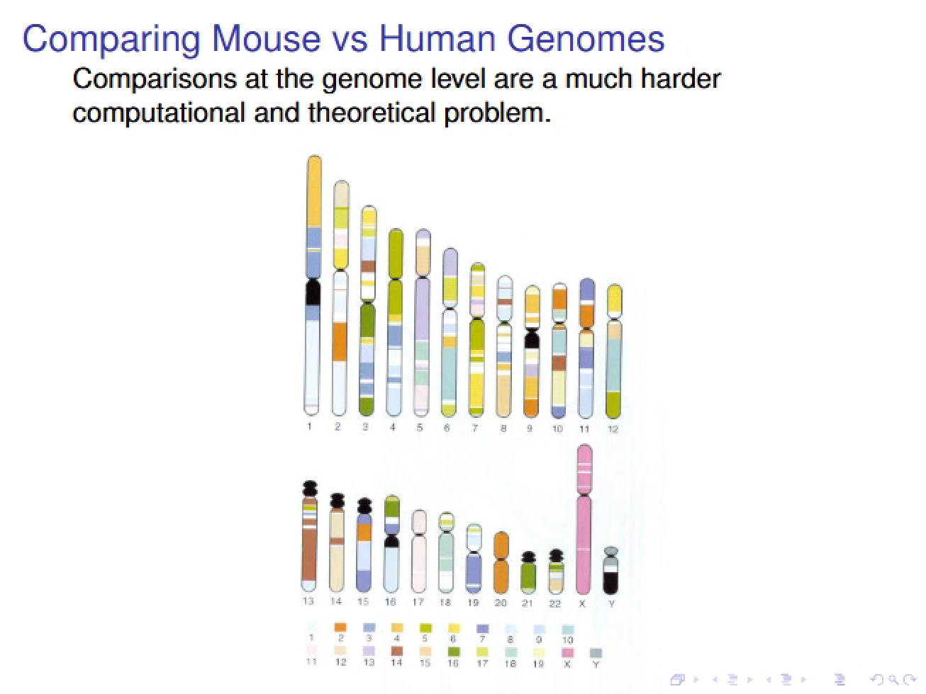Genomic Comparison of Mice and Humans