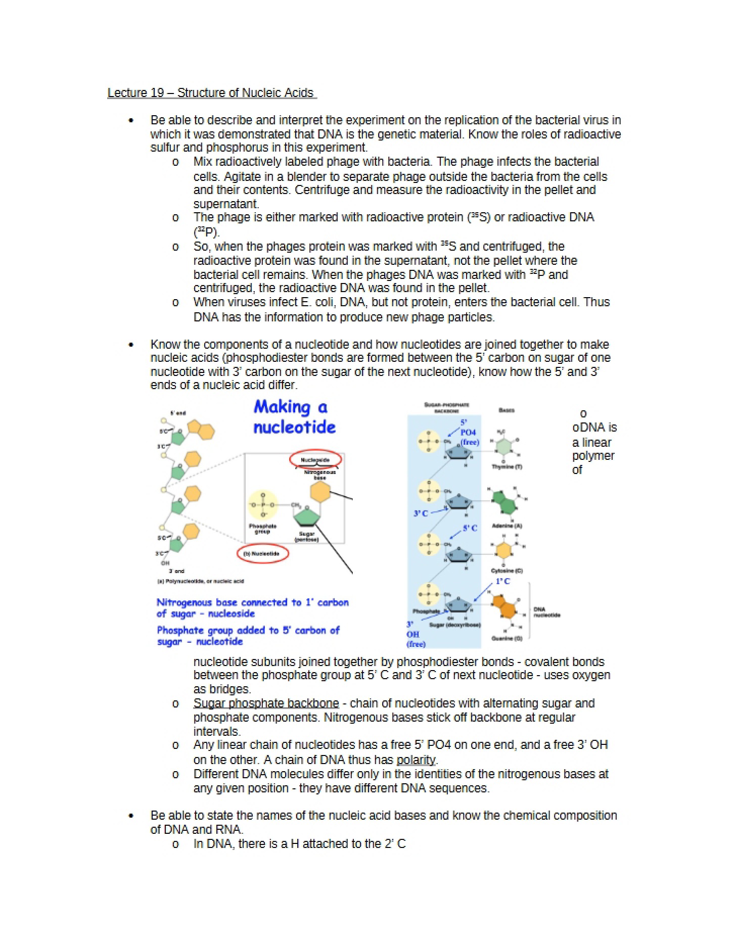 Nucleic Acid Organization Lecture 19
