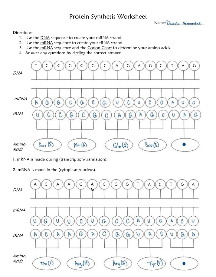 Worksheet - Protein Synthesis