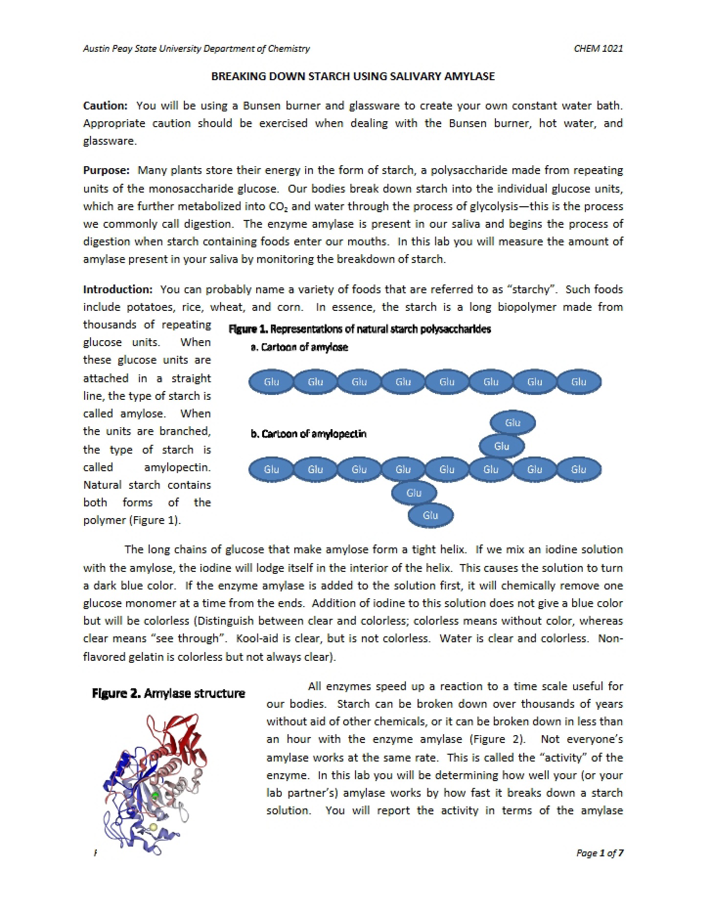 Salivary Amylase Starch Breakdown
