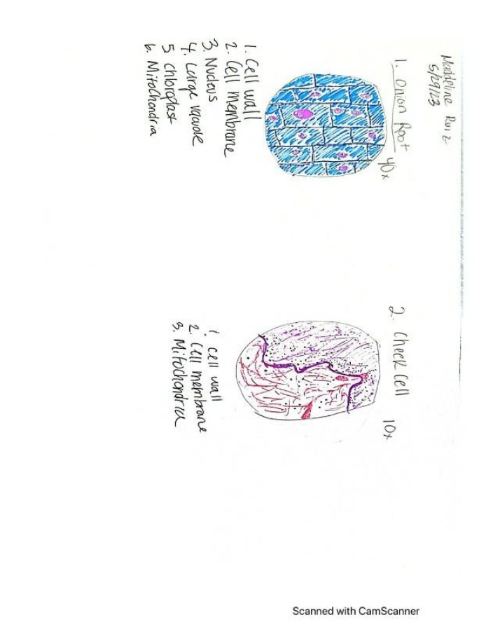 Structure and Function of Plant Cells