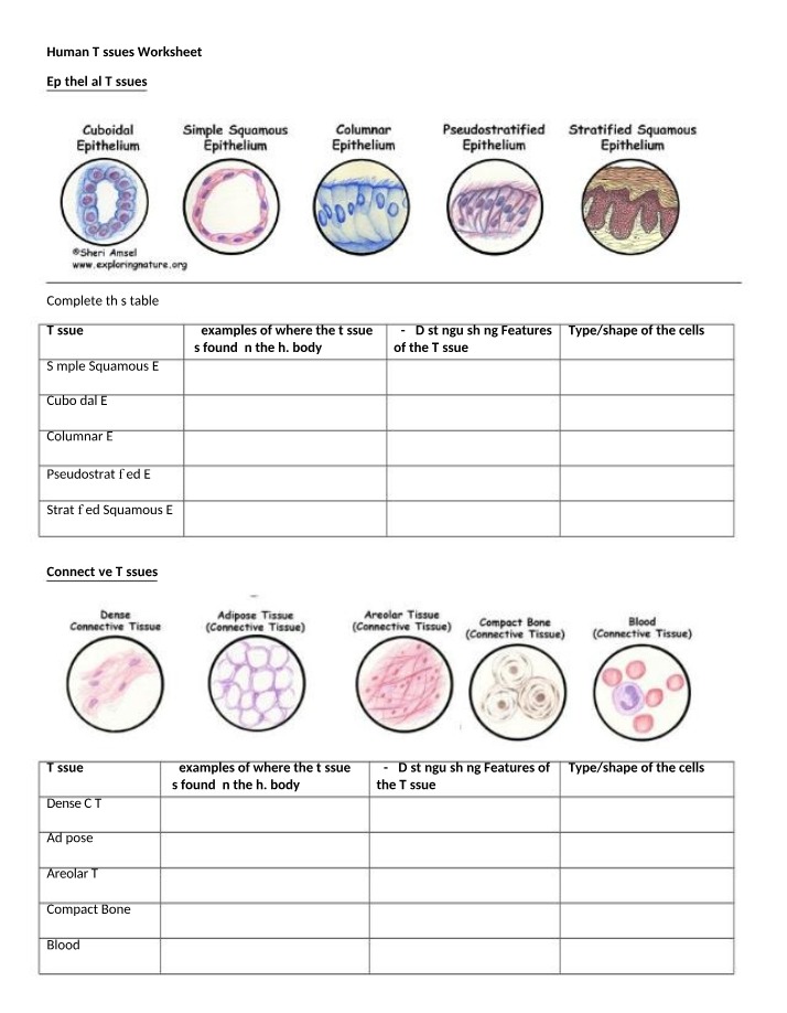 Worksheet on Human Tissues