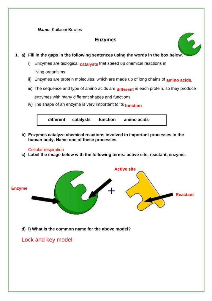 Worksheet on Enzymes