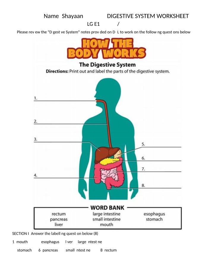 Worksheet on the Digestive System