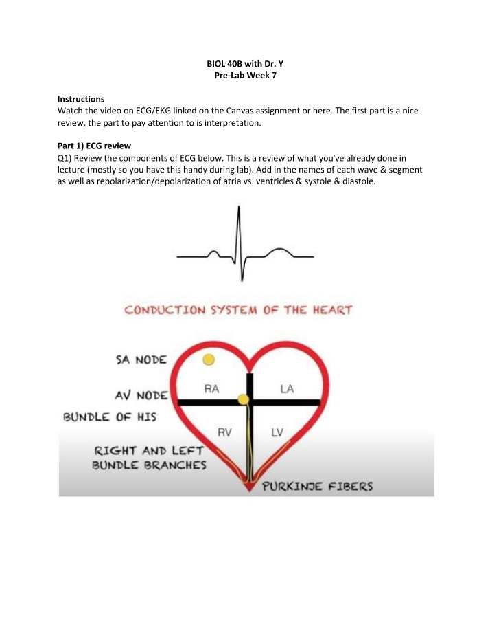 BIOL 40B - Week 7 Pre-Lab - ECG Interpretation