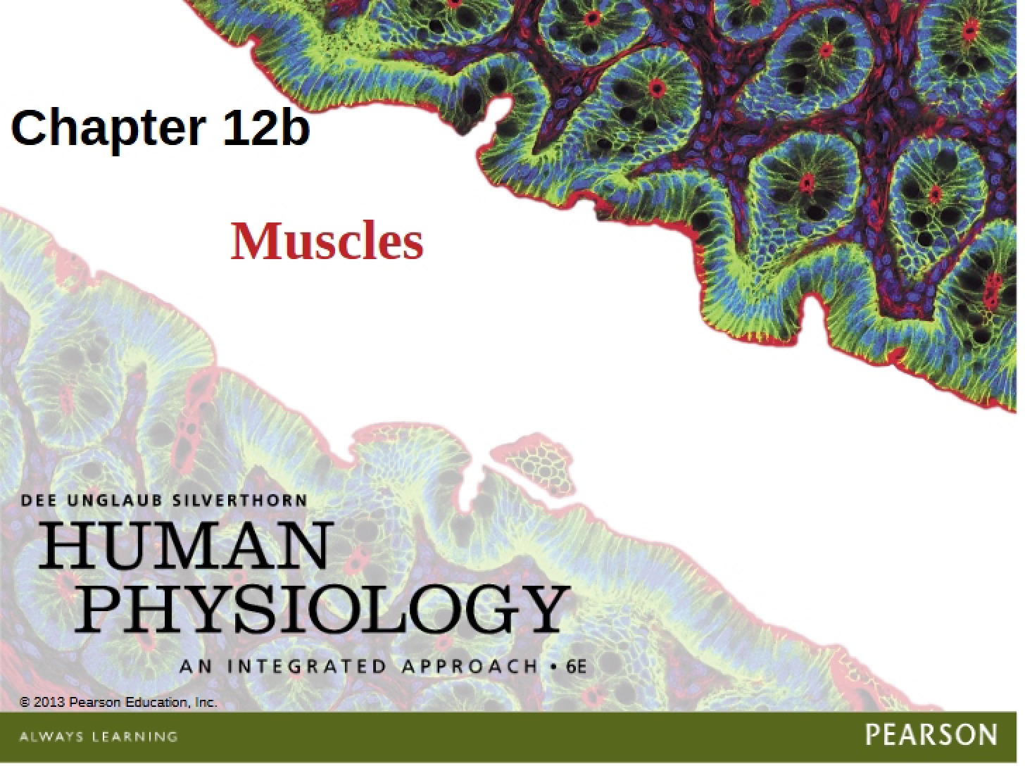 Muscle Systems
