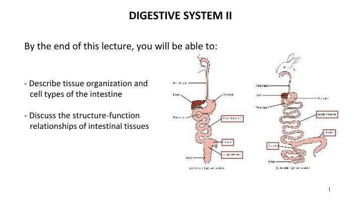 Structure and Function of the Small Intestine