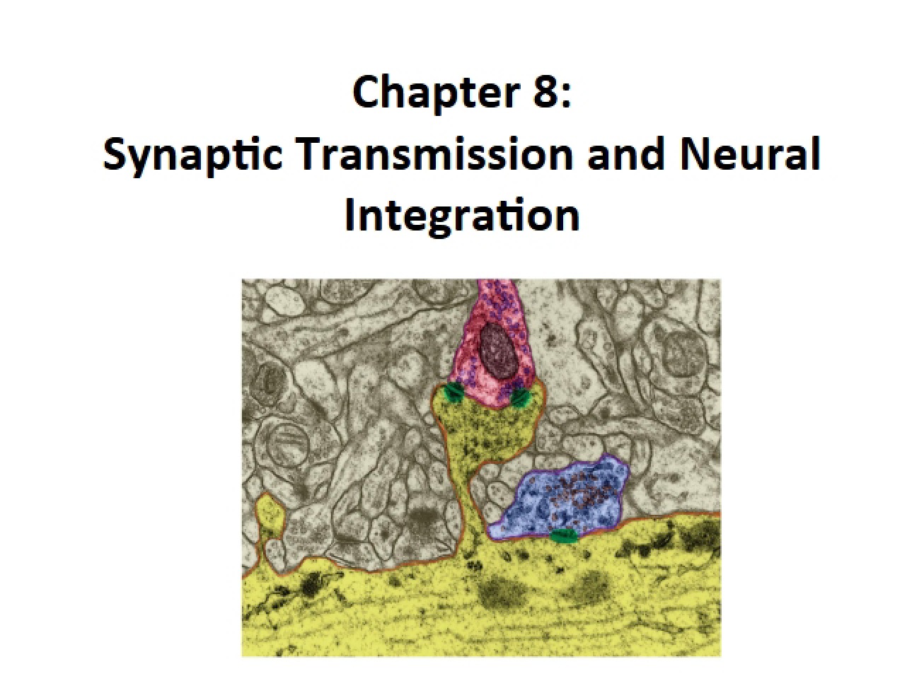 Neural Integration and Synaptic Transmission Handout