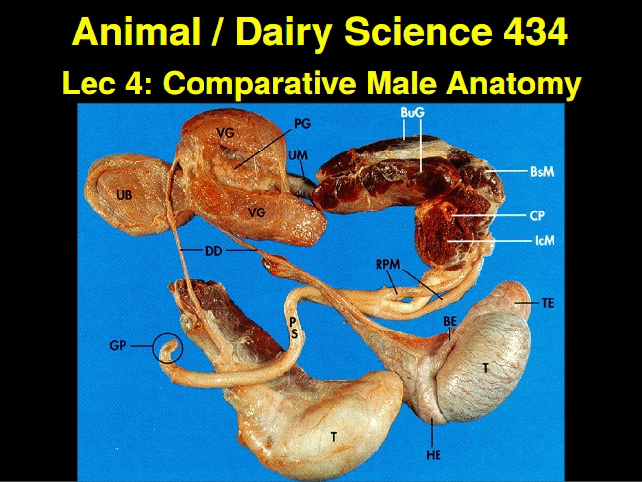 Male Anatomy Comparison