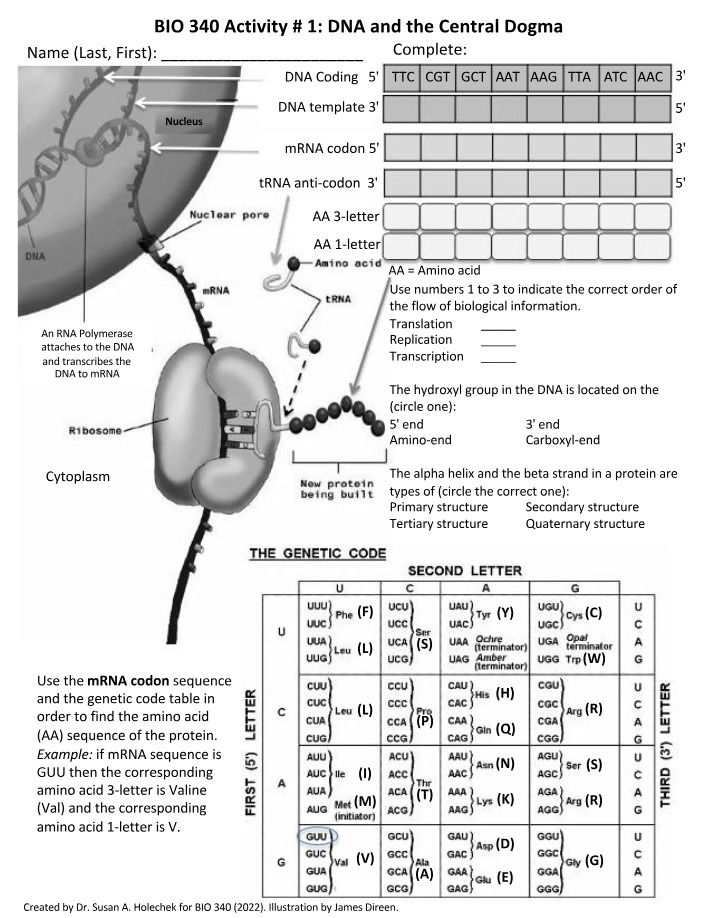 DNA and the Central Dogma - BIO 340 Activity 1