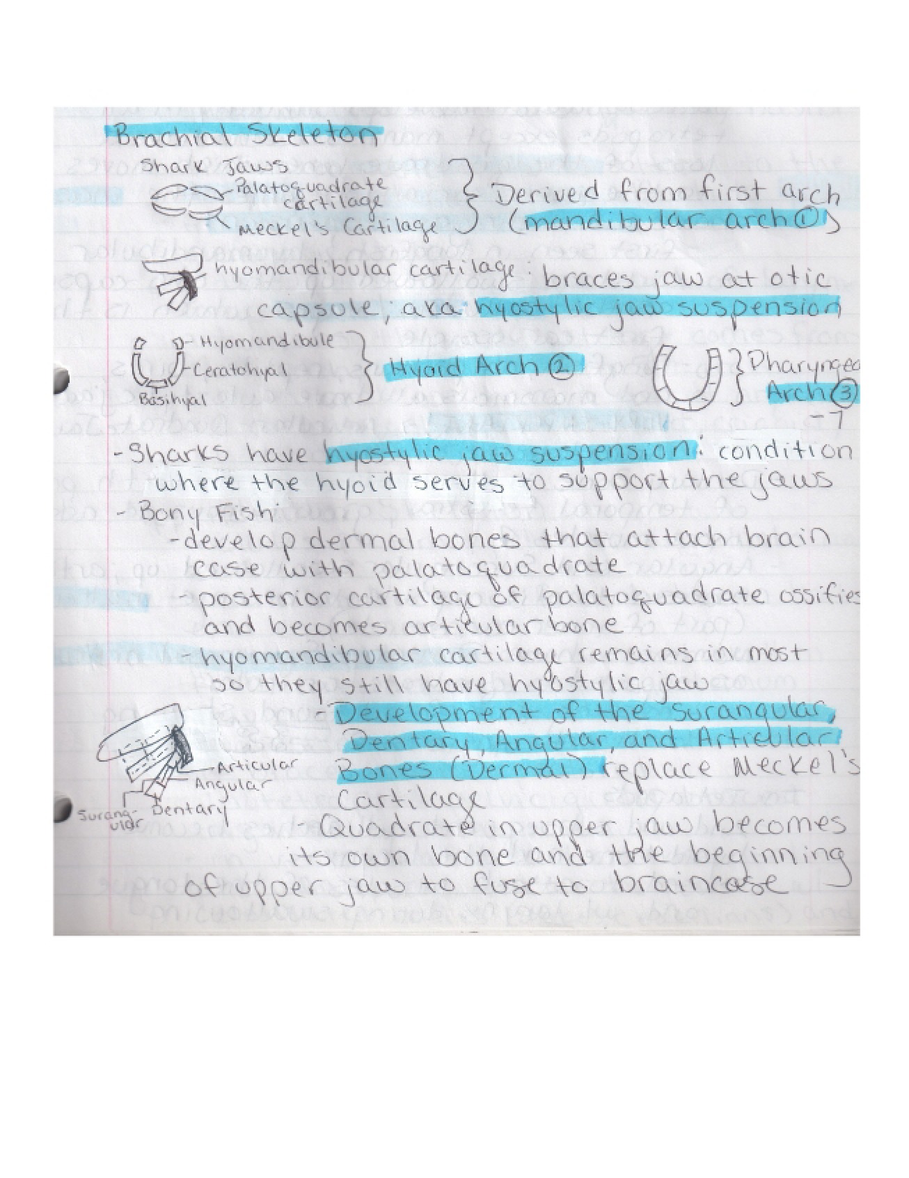 Anatomy Lecture Notes