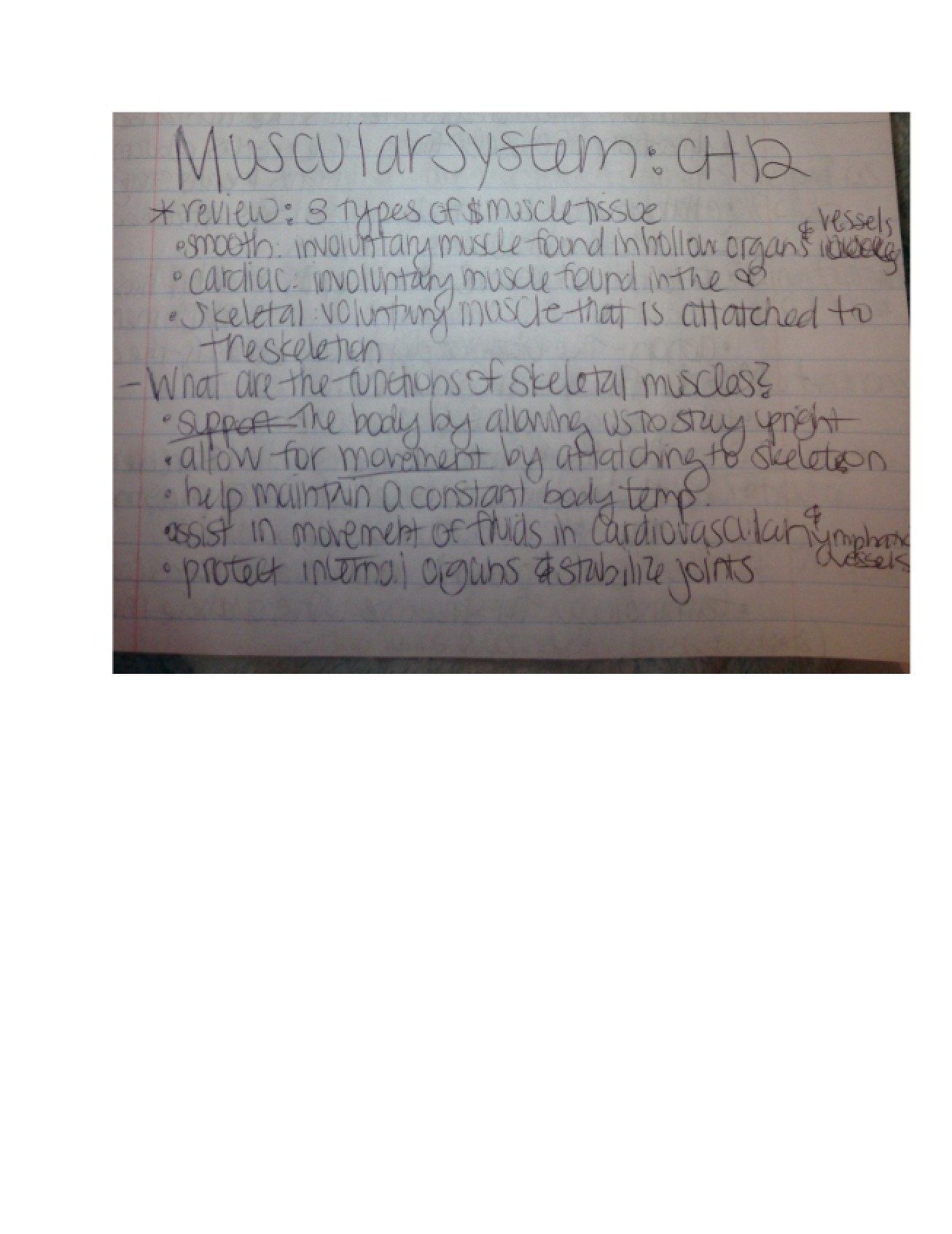 System of Muscles