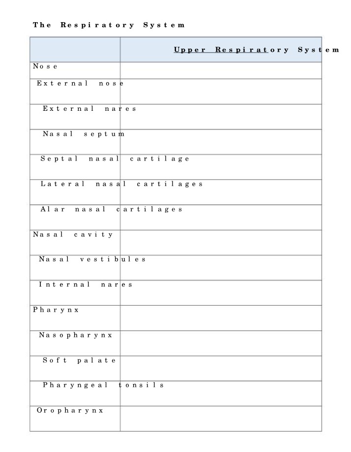 Respiratory System Worksheet (S23)