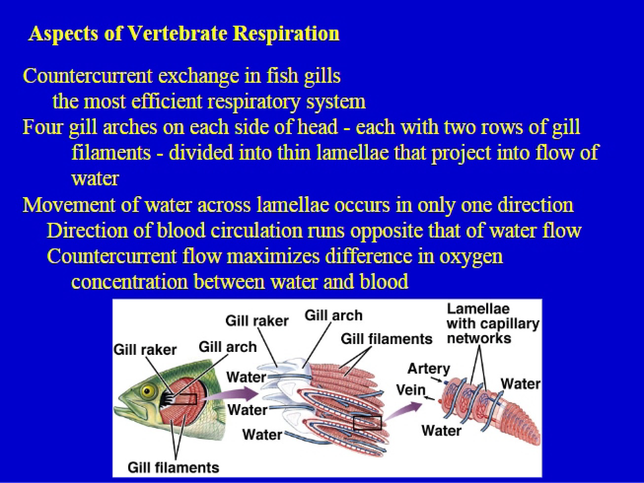 Vertebrate Respiration Aspects