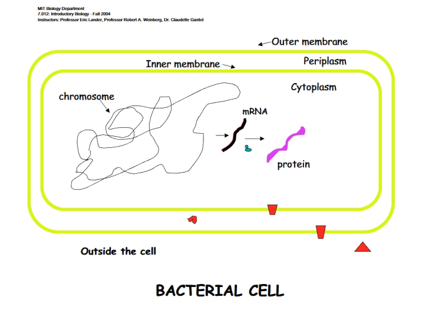 Cell Bacterial