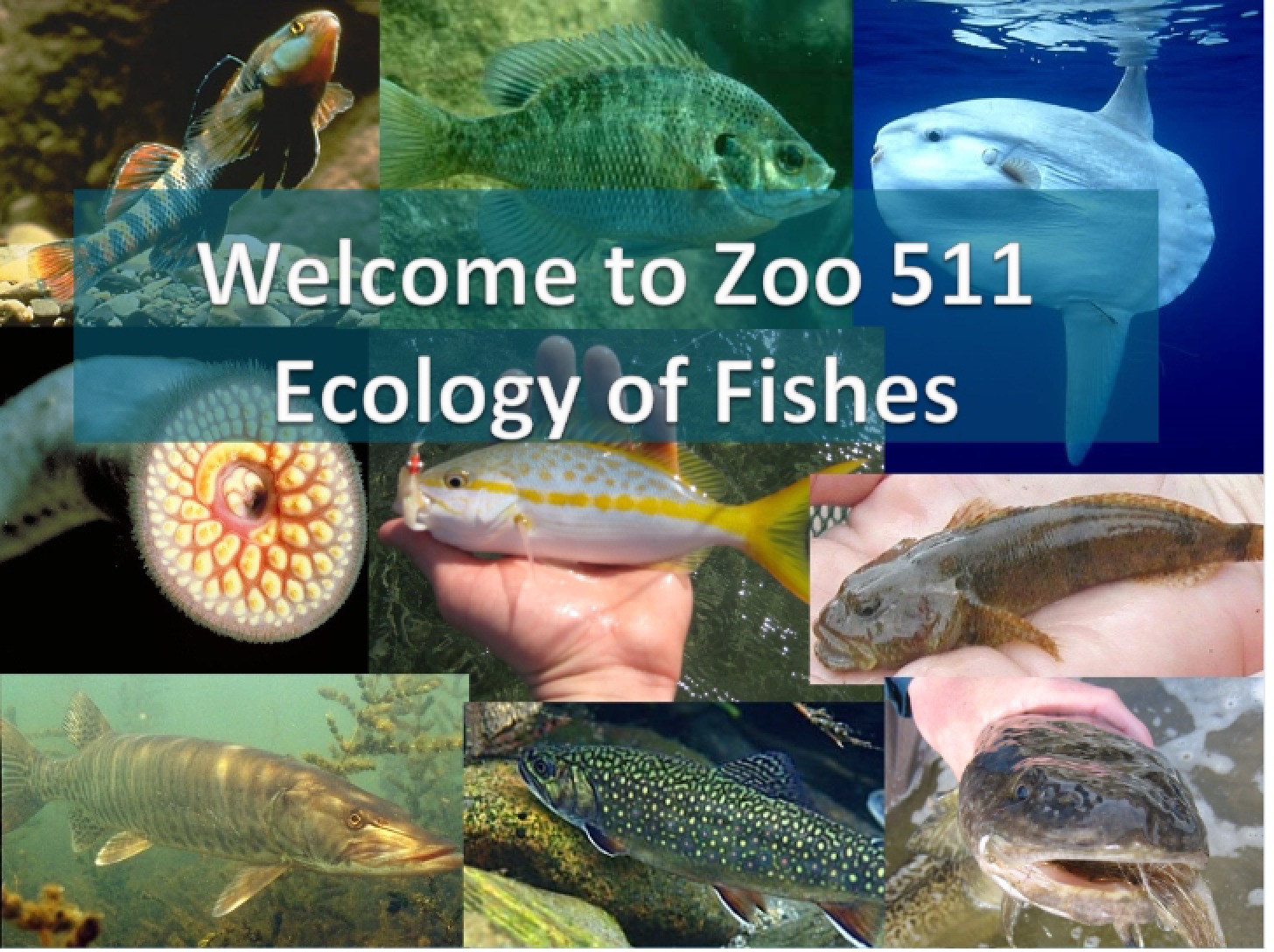 Notes for Zoology 511 Lectures