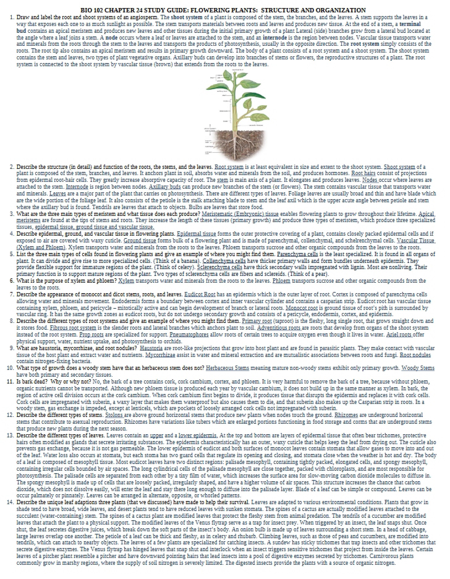 Flowering Plants Structure and Organization Guide (Chapter 24)