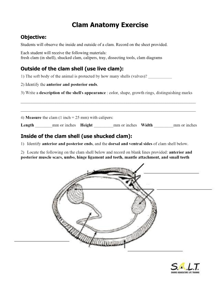 Worksheet on Clam Dissection