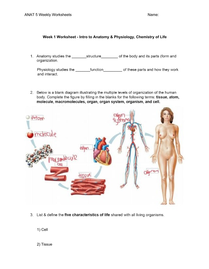 Weekly Worksheets for ANAT 5