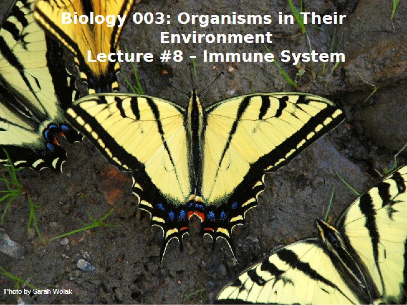Immune System Lecture 8